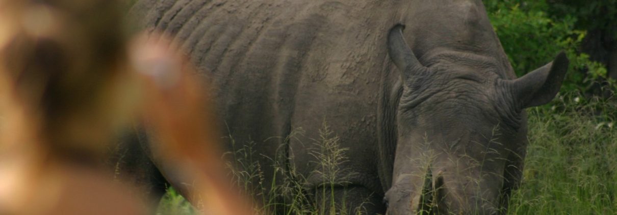 copy-cropped-medium-rhino-close-up-247